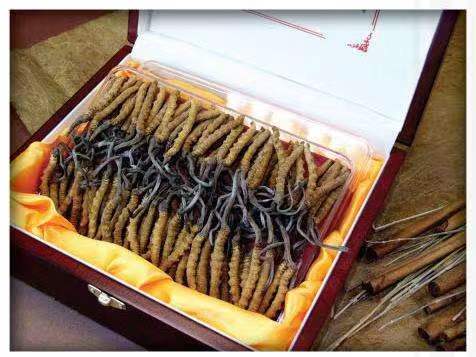 渝中冬虫夏草回收